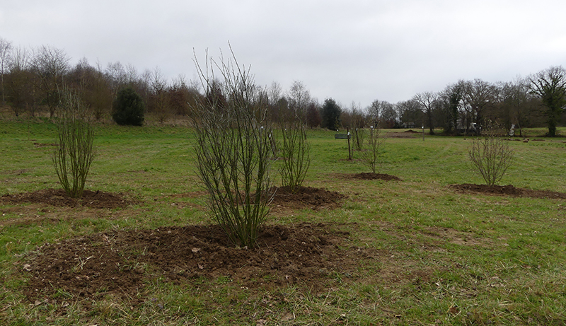 Plantations de février 2022