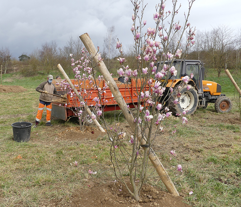 Premières plantations en mars 2021