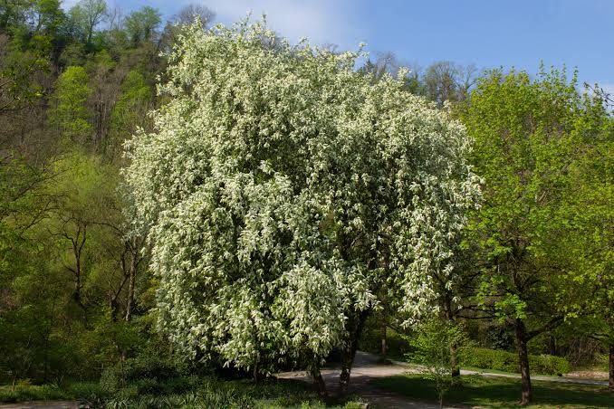Cerisier à grappes