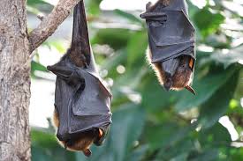 Sortie découverte "maîtresses de la nuit à la rencontre des chauve-souris de Vern"