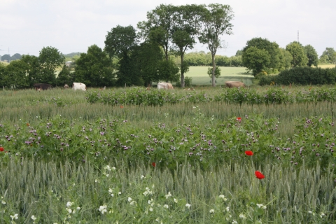 Rencontre Fête de la science : "Des associations gagnantes gagnantes chez les plantes"
