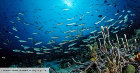 Ecologie marine et changement climatique ? Les poissons remontent vers le nord