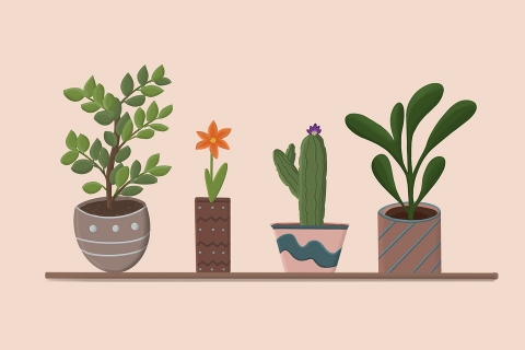 Troc de plante